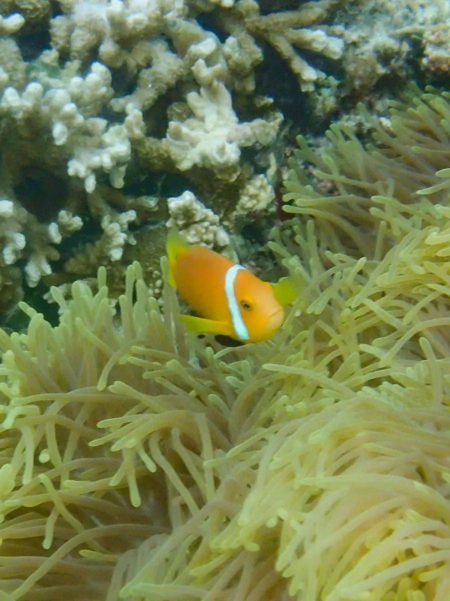 Baros Malediven Schnorcheln Tauchen Fisch