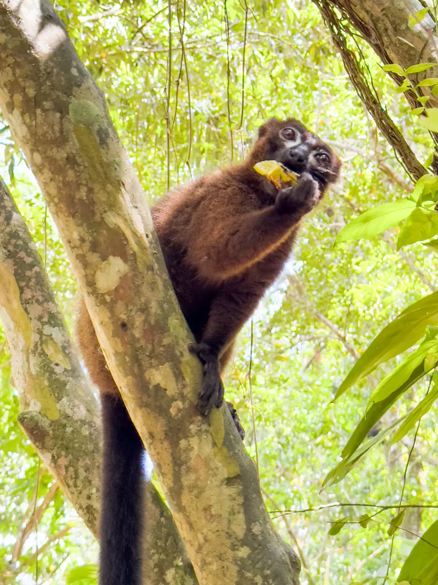 Ponant Lemur