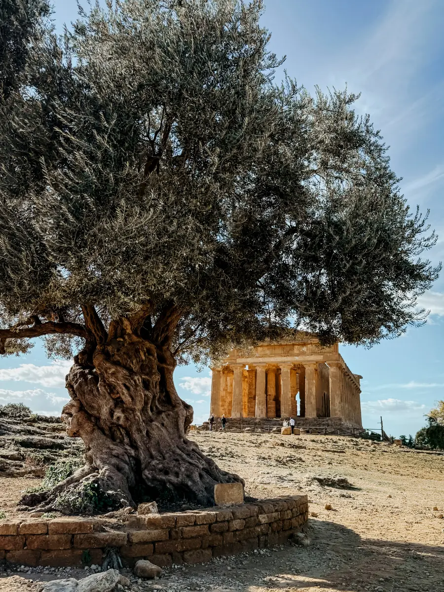 Sizilien_Adler Valle dei Templi